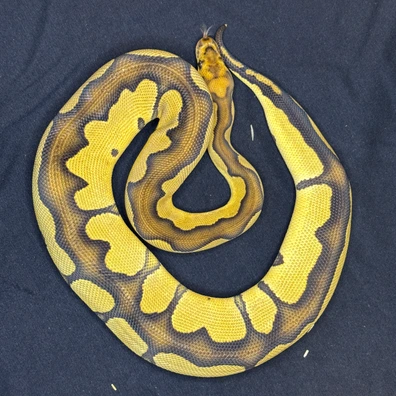 Female Chocolate Clown Het Hypo