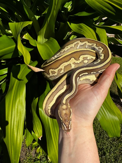 Leo Lesser Ball Python Black Pastel, Lesser, Leo, DH Clown, Pied Ball Python by New Leaf Reptiles