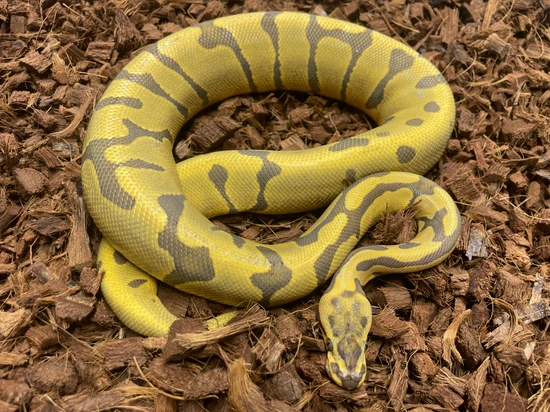 Super Enchi Confusion Hypo Ball Python by Wrapped Up Reptiles