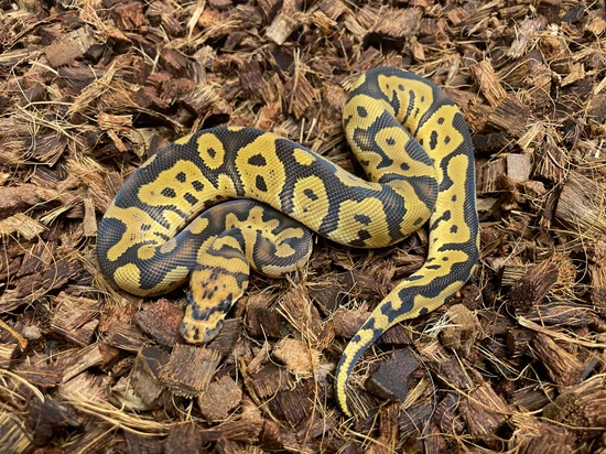 Confusion Clown Ball Python by Wrapped Up Reptiles