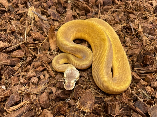 Sunset Lemonblast Ball Python by Wrapped Up Reptiles