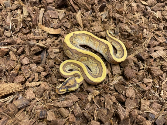 Bongo Cypress Red Stripe Ball Python by Wrapped Up Reptiles