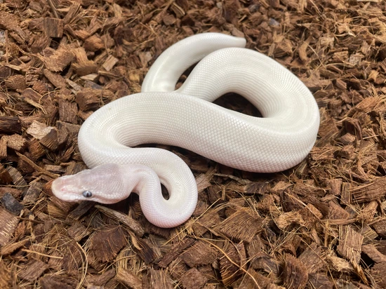 Super Mojave Ball Python by Wrapped Up Reptiles