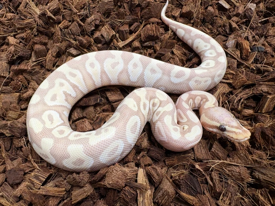 Banana Mojave Ball Python by Wrapped Up Reptiles