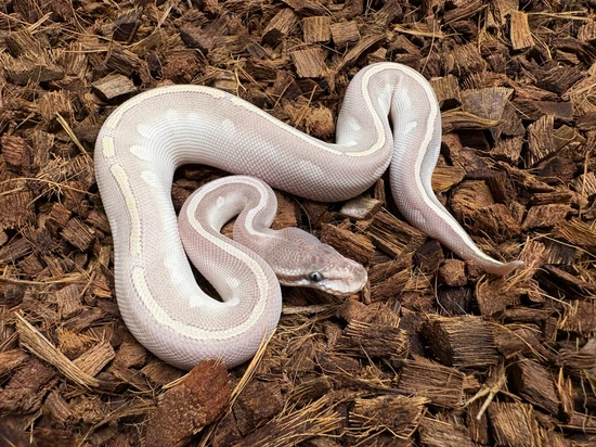 Mystic Potion Ball Python by Wrapped Up Reptiles