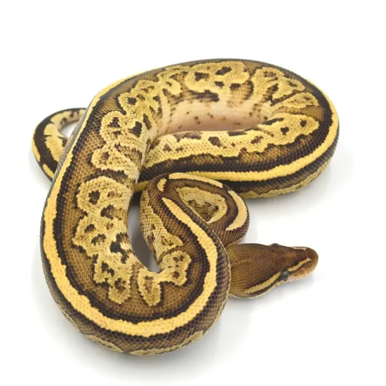 Fire Bongo Ball Python by Wreck room snakes
