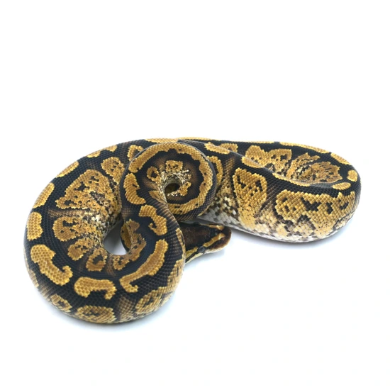 Painted Python's Paint Ball Python by Wreck room snakes