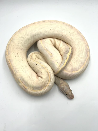 Proven Highway Adult Female Ball Python by Wreck room snakes