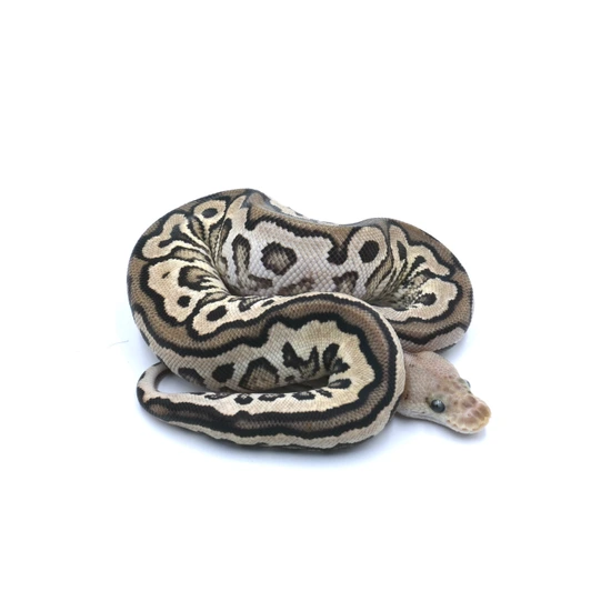 Firemon Spotnose Clown (1) Ball Python by Wreck room snakes