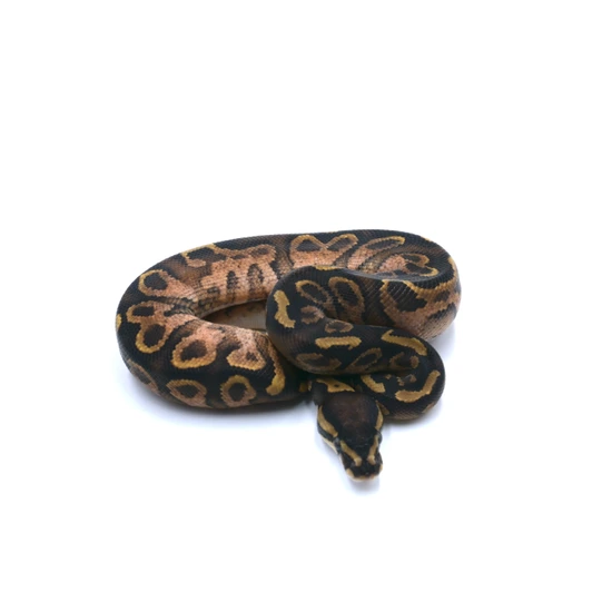 Graffiti Ball Python by Wreck room snakes