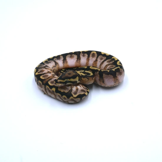 Graffiti Spotnose Ball Python by Wreck room snakes