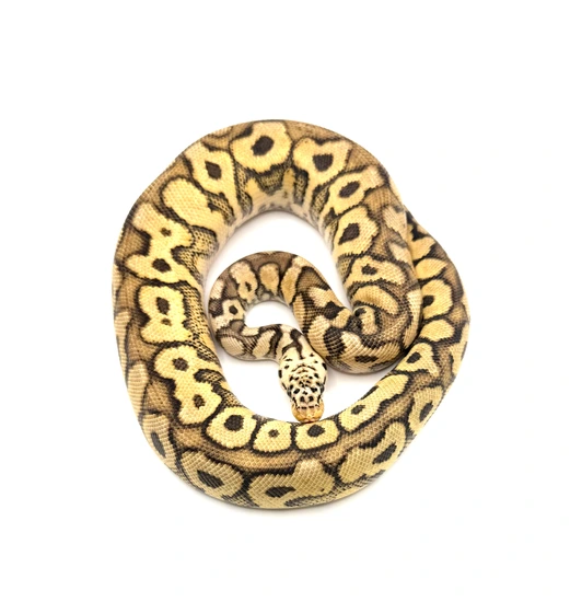 Pastel Spotnose Clown Het Sunset Ball Python by Visionary Exotics