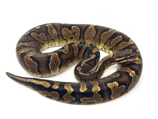 Super Striker YB Ball Python by WSK Reptiles