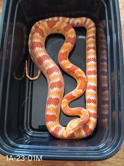 Reverse Okeetee Corn Snake by WTWreptiles