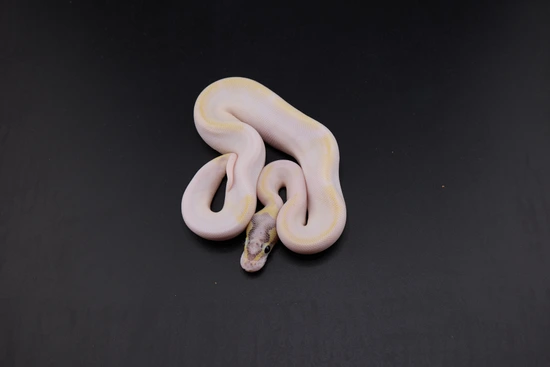 Pastel Ivory Pied 50% Het Lavender Albino Ball Python by JDW Morphs