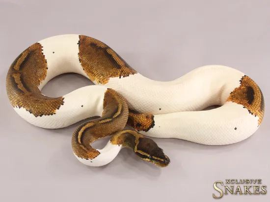 Copper Yellow Belly Piebald Ball Python by Xclusive Snakes