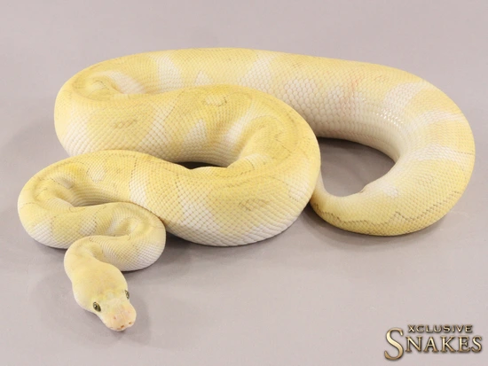 Pastel Lesser Copper Clown Ball Python by Xclusive Snakes