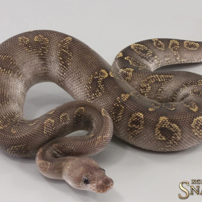 Super GHI Copper Clown Ball Python - male for sale from Xclusive Snakes