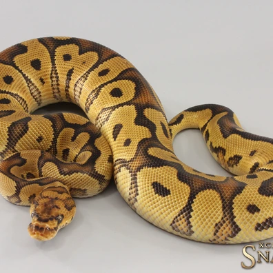 Red Stripe Gravel Clown Ball Python - male for sale from Xclusive Snakes