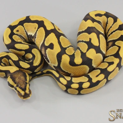 Enchi Desert Ghost Double Het Hypo Clown Ball Python - male for sale from Xclusive Snakes