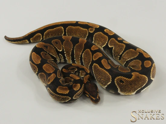 Super NR Mandarin Ball Python by Xclusive Snakes