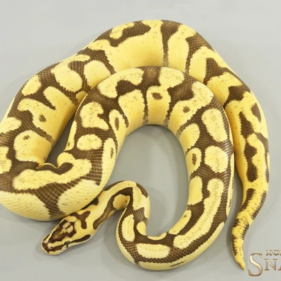 Enchi Firefly Triple Het Hypo Clown Desert Ghost Ball Python - male for sale from Xclusive Snakes