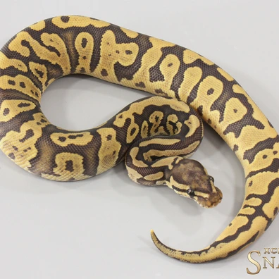 Confusion Hypo Het Piebald Ball Python - female for sale from Xclusive Snakes