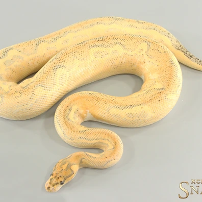 Super Gravel Orange Dream Clown Ball Python - male for sale from Xclusive Snakes