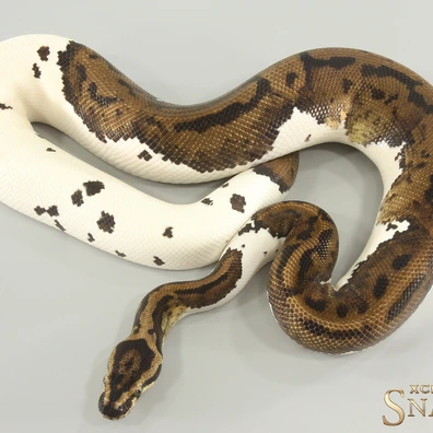 Confusion Piebald Het Lavender Ball Python - male for sale from Xclusive Snakes