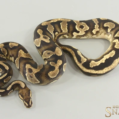 Orange Dream Yellow Belly Chocolate Double Het Clown Piebald Ball Python - male for sale from Xclusive Snakes