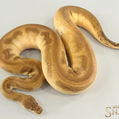 Wookie Black Pastel Special Gravel Clown Ball Python - male for sale from Xclusive Snakes
