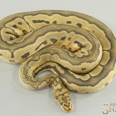 Het Red Axanthic Hypo Clown 50% Het Desert Ghost Ball Python - male for sale from Xclusive Snakes