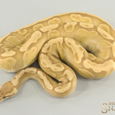 Red Stripe GHI Ultramel Het Genetic Stripe Ball Python - male for sale from Xclusive Snakes