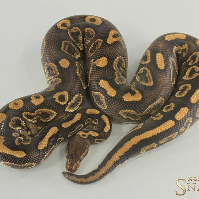 Black Pastel Wookie Gravel Het Hypo Ball Python - male for sale from Xclusive Snakes
