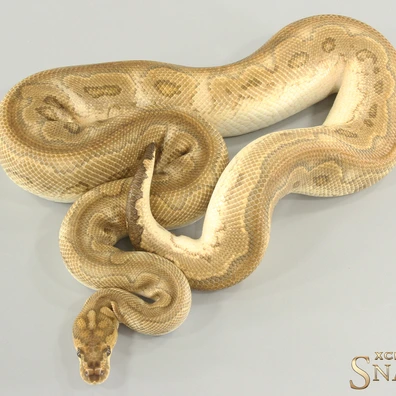 Sugar Special Clown Ball Python - male for sale from Xclusive Snakes