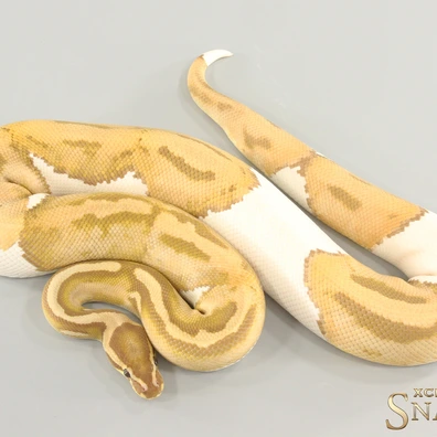 Ultramel Piebald Ball Python - male for sale from Xclusive Snakes