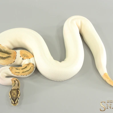 Orange Dream Hypo Piebald Ball Python - male for sale from Xclusive Snakes