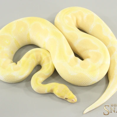Lavender Albino Clown Het Piebald Ball Python - male for sale from Xclusive Snakes