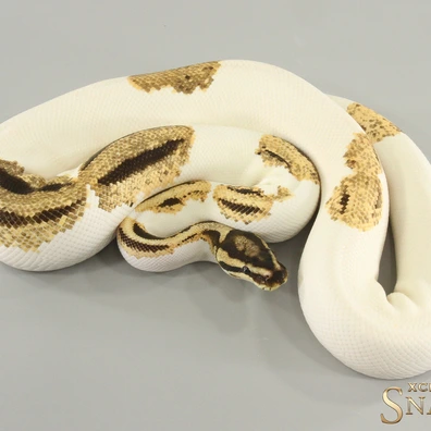 Super Orange Dream Yellow Belly Piebald Het Clown Ball Python - male for sale from Xclusive Snakes