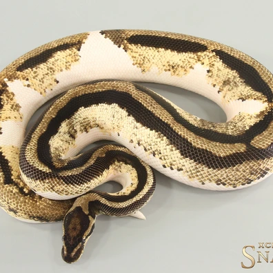 Orange Dream Yellow Belly Piebald Het Axanthic Ball Python - male for sale from Xclusive Snakes