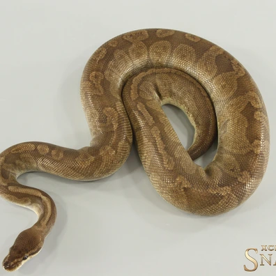 Sunset Ball Python - male for sale from Xclusive Snakes