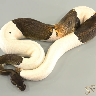 Copper GHI Piebald Ball Python - male for sale from Xclusive Snakes