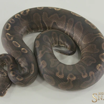 Het Red Axanthic GHI Black Axanthic Ball Python - male for sale from Xclusive Snakes