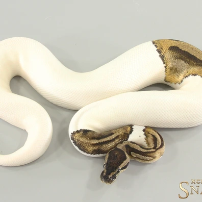 Piebald Double Het Hypo Desert Ghost Ball Python - male for sale from Xclusive Snakes