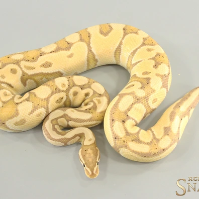 Coral Glow Double Het Sunset Clown (FMaker) Ball Python - male for sale from Xclusive Snakes