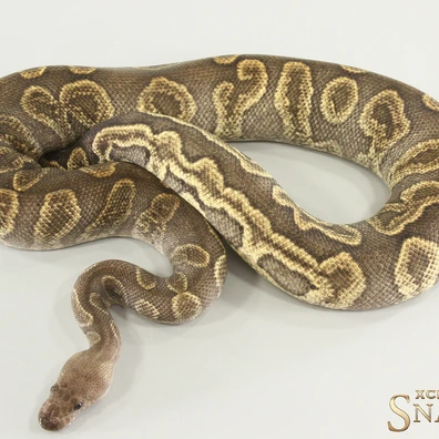 Super GHI Chocolate Clown Ball Python - male for sale from Xclusive Snakes