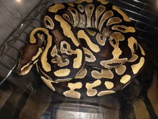 Phantom Double Het Hypo/clown Female Ball Python by Ballistic Morphs