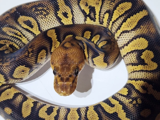Phantom Stranger Clown 66% Het Hypo Male Ball Python by Ballistic Morphs