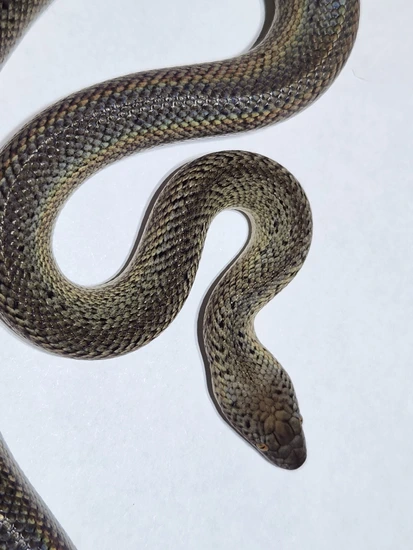 2025 Granite Spotted Python Male by Ballistic Morphs