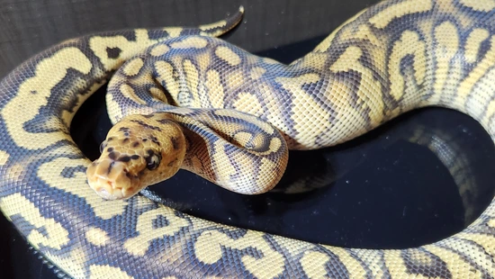 Stranger Spotnose Phantom Clown Het Hypo Ball Python by Ballistic Morphs